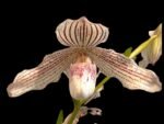 3 Growths Paph. Kolopakingii var. Topperi ‘Crown’ x Greyi alba (5” pot)