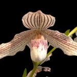 3 Growths Paph. Kolopakingii var. Topperi ‘Crown’ x Greyi alba (5” pot)