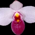 IN SPIKE Paph. delenatii v. vinicolor x sib 'Dark' (3.5” pot)