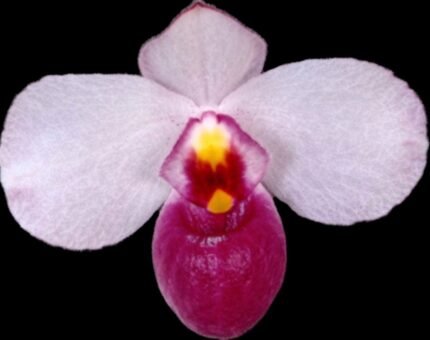 IN SPIKE Paph. delenatii v. vinicolor x sib 'Dark' (3.5” pot)
