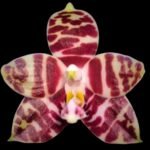 In Spike Fragrant Phalaenopsis amboinensis ‘Nicole’ x self (3” Pot)