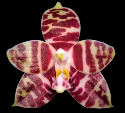 In Spike Fragrant Phalaenopsis amboinensis ‘Nicole’ x self (3” Pot)