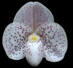 In Spike Paph. Hung Sheng Thaianum (thaianum x bellatulum) (2" pot)