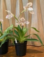 3 Growths Paph. Kolopakingii var. Topperi ‘Crown’ x Greyi alba (5” pot) - Image 2