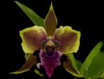Zygopetalum Rhein Moonlight 'Peloric' Clone (3.5" pot)