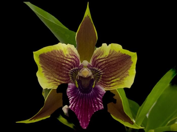 Zygopetalum Rhein Moonlight 'Peloric'  Clone (3.5" pot) - Image 1