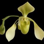 Paph. Toni Semple (haynaldiunum x lowii) (3.5” pot)
