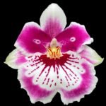 Triple Spikes Miltoniopsis Milton Brown (3.5" pot)