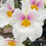 Double Spikes Miltoniopsis Bertha Baker 'Florentine' HCC/AOS (3.5” pot)