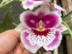Triple Spikes Miltoniopsis Milton Brown (3.5" pot) - Image 2