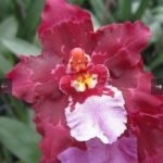 Triple Spikes Wilsonara Lisa Devos 'Burgundy' AM/AOS' (3.5” Pot)