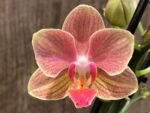 Phalaenopsis Dtps I-Hsin Confetio (3.5" pot)