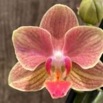 Phalaenopsis Dtps I-Hsin Confetio (3.5" pot)