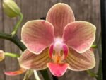 Phalaenopsis Dtps I-Hsin Confetio (3.5" pot) - Image 2