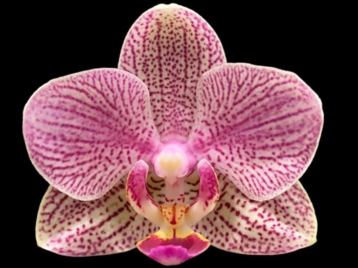 Phalaenopsis I-Hsin Oscar "G078" (3.5” Pot) - Image 1