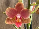 Phalaenopsis Dtps I-Hsin Confetio (3.5" pot) - Image 3