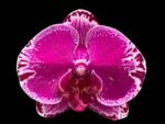 Phalaenopsis OX Firebird (4" pot)