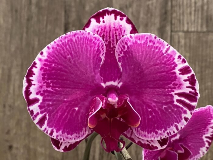 Phalaenopsis OX Firebird (4" pot) - Image 2