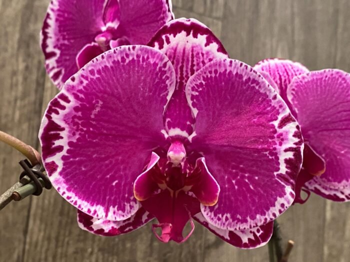 Phalaenopsis OX Firebird (4" pot) - Image 4
