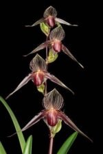 Paph. Hilo Black Eagle (Paph. Johanna Burkhardt × rothschildianum) (3.5” pot)