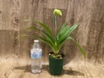 In Spike Paph. Big Island Mood x Horizontal Sunset (3.5” pot) - Image 3