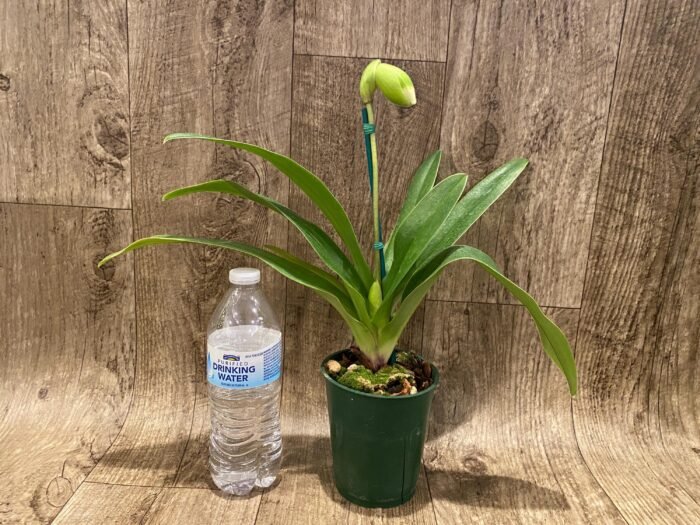 In Spike Paph. Big Island Mood x Horizontal Sunset (3.5” pot) - Image 3