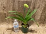 In Spike Paph. Big Island Mood x Horizontal Sunset (3.5” pot) - Image 4