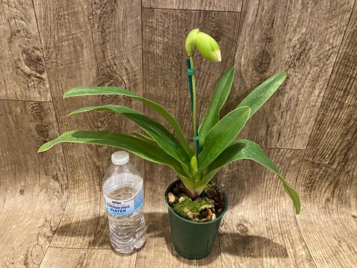 In Spike Paph. Big Island Mood x Horizontal Sunset (3.5” pot) - Image 4