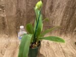 In Spike Paph. Big Island Mood x Horizontal Sunset (3.5” pot) - Image 6