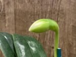 In Spike (Paph. In Charm Gold x in Charm Topaz) × (Jade Medallion × Barbi Baywatch) (3.5” pot) - Image 2