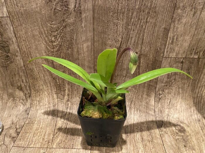 In Spike Paph. Big Island Green x Jeff Newman (3.5” pot) - Image 4