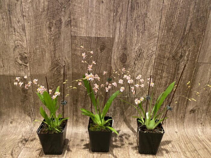 In Spikes Fragrant Mini Oncidium Misaki Twinkle Oby (3.5” Pot) - Image 5