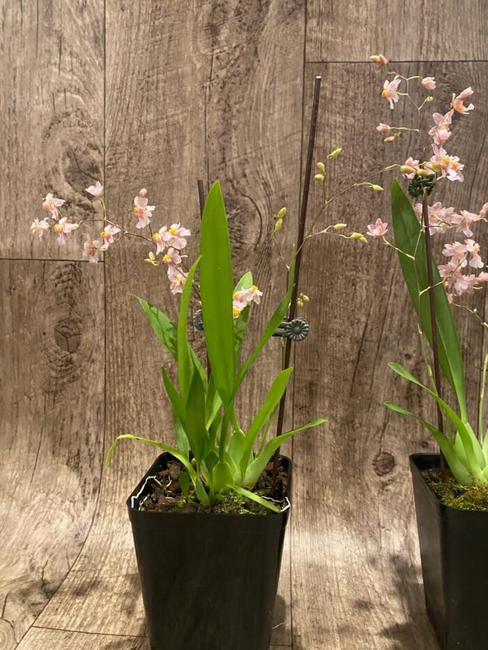 In Spikes Fragrant Mini Oncidium Misaki Twinkle Oby (3.5” Pot) - Image 6