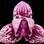 Double Spikes Phalaenopsis Younghome Summer ‘Peloric’ (3.5" pot)