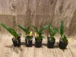 Ctna. Why Not ‘Red’ (C. aurantiaca x Bro. sanguinea) (2” Pot) - Image 5