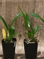 Ctna. Why Not ‘Red’ (C. aurantiaca x Bro. sanguinea) (2” Pot) - Image 7