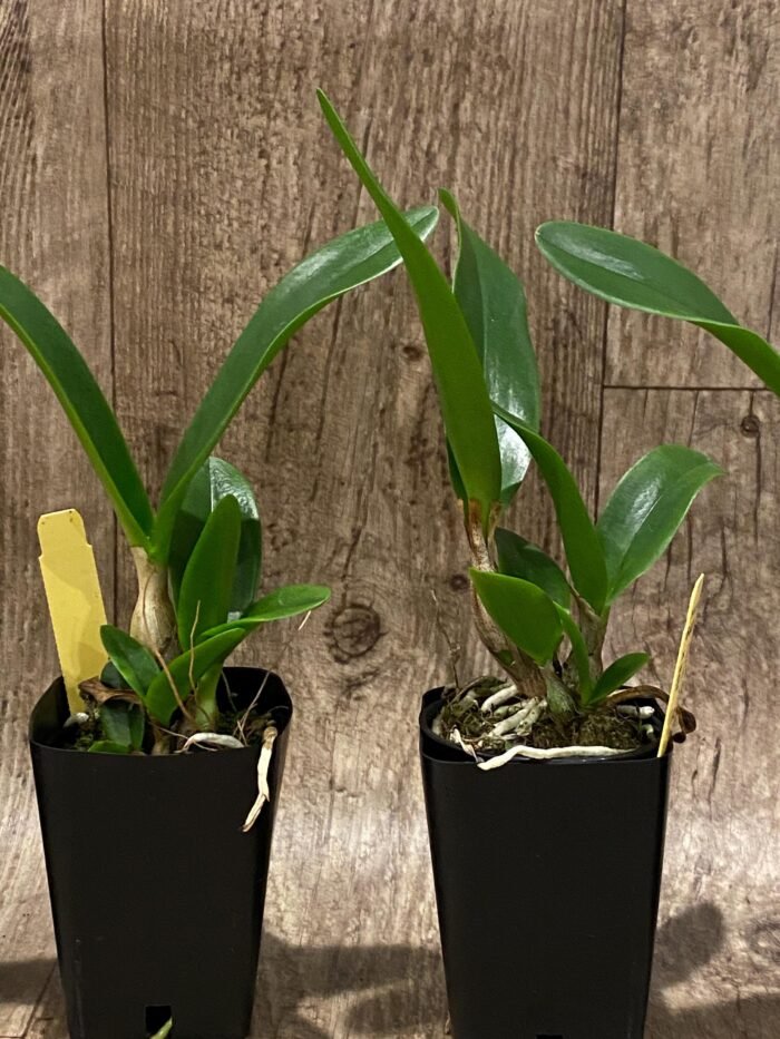 Ctna. Why Not ‘Red’ (C. aurantiaca x Bro. sanguinea) (2” Pot) - Image 7