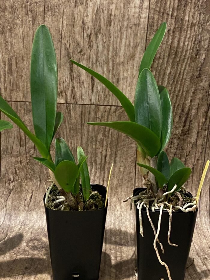 Ctna. Why Not ‘Red’ (C. aurantiaca x Bro. sanguinea) (2” Pot) - Image 8