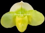 In Spike (Paph. In Charm Gold x in Charm Topaz) × (Jade Medallion × Barbi Baywatch) (3.5” pot)