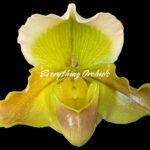 In Spike Paph. Big Island Mood x Horizontal Sunset (3.5” pot)