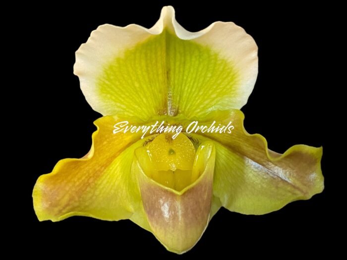 In Spike Paph. Big Island Mood x Horizontal Sunset (3.5” pot) - Image 1