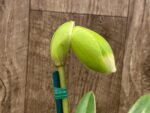 In Spike Paph. Big Island Mood x Horizontal Sunset (3.5” pot) - Image 2