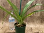 In Spike Paph. Big Island Mood x Horizontal Sunset (3.5” pot) - Image 5