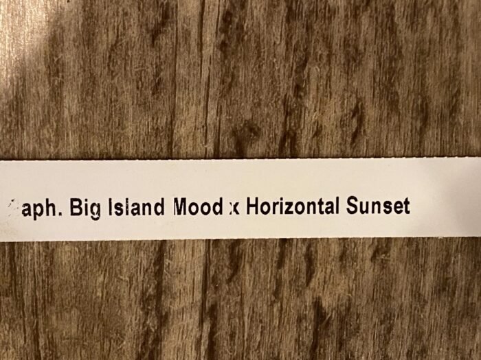 In Spike Paph. Big Island Mood x Horizontal Sunset (3.5” pot) - Image 7