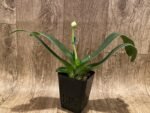 In Spike (Paph. In Charm Gold x in Charm Topaz) × (Jade Medallion × Barbi Baywatch) (3.5” pot) - Image 3