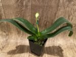 In Spike (Paph. In Charm Gold x in Charm Topaz) × (Jade Medallion × Barbi Baywatch) (3.5” pot) - Image 4