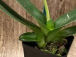In Spike (Paph. In Charm Gold x in Charm Topaz) × (Jade Medallion × Barbi Baywatch) (3.5” pot) - Image 5