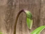In Spike Paph. Big Island Green x Jeff Newman (3.5” pot) - Image 2