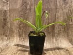 In Spike Paph. Big Island Green x Jeff Newman (3.5” pot) - Image 3