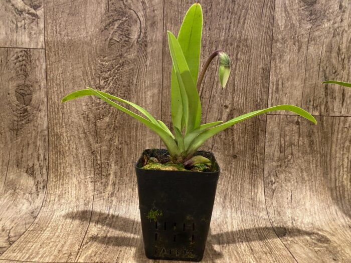 In Spike Paph. Big Island Green x Jeff Newman (3.5” pot) - Image 3